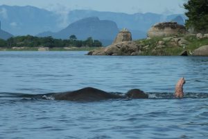 Swimming Elephants in Gal Oya